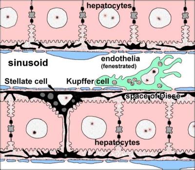 Liver cells express mscca (bear, 1990) and previous studies had shown that osmotic swelling of epithelial cells activates an mscca‐dependent figure 5.7. Gastrointestinal Tract - Liver Histology - Embryology