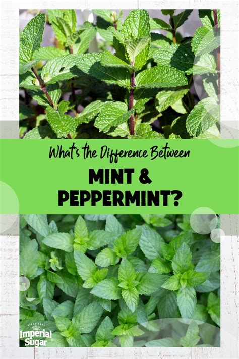 Whats The Difference Between Mint And Peppermint Imperial Sugar