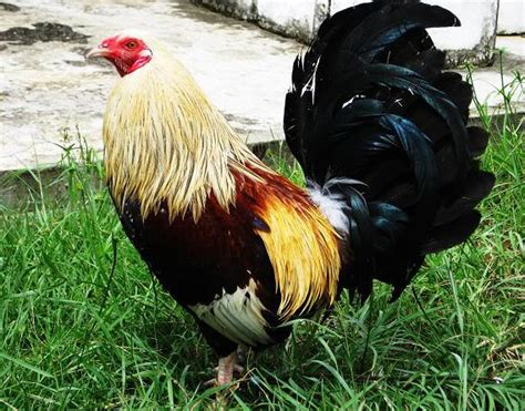 Ya sebenarnya ayam ini termasuk dari jenis burung. Apakah Games Online Bisa Menguntungkan?: Gambar Ayam ...