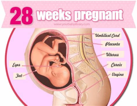 Everything you need to know about baby kicks — why they happen, when they happen, and. 28 Weeks Pregnant- The Third Trimester! - YourBabyLibrary