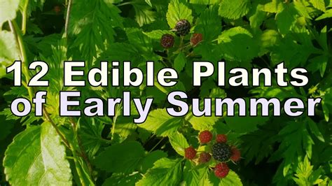 12 Edible And Medicinal Plants Of Early Summer In New England Youtube