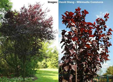 Purple Leaf Plum Trees Types Flowers Leaves Pictures Identification