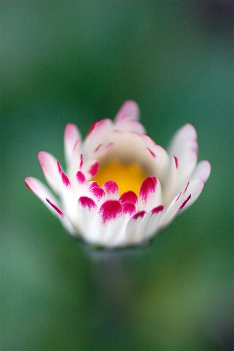 Online Crop Macro Photography Of Pink And White Daisy Flower Hd