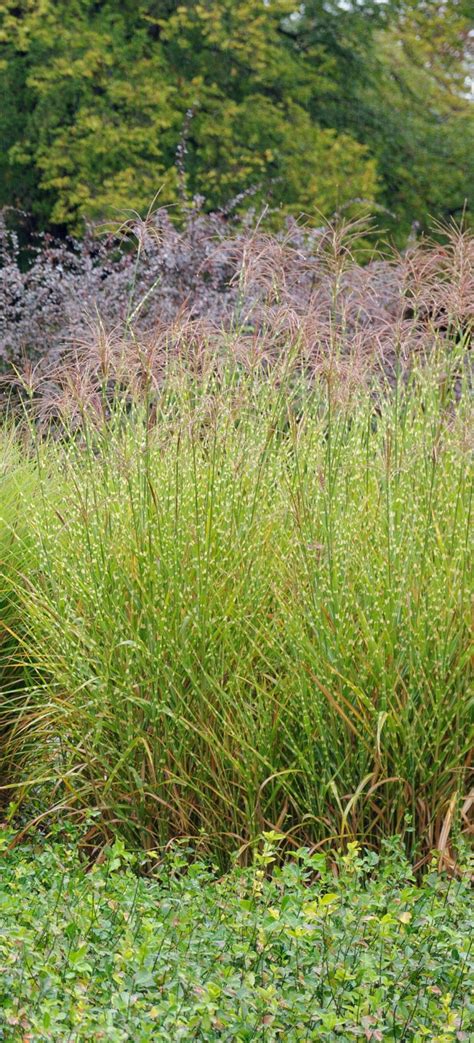 Miscanthus sinensis Zebrinus - Zebra Grass - Hopes Grove Nurseries