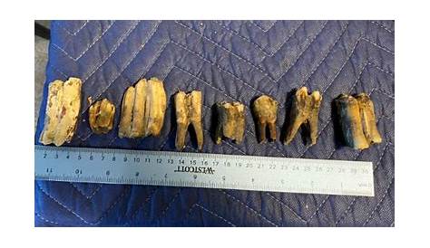 Please help identify teeth and bones - Fossil ID - The Fossil Forum