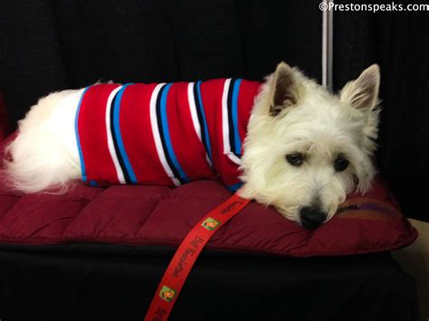 Dog Adoption Dallas Events