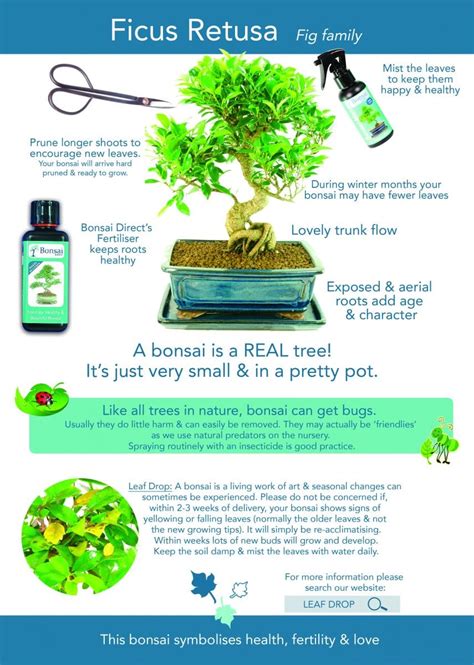 Ficus Bonsai Care Instruction Guide To Help You Care For Your Tree