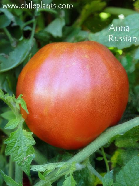 Anna Russian Live Tomato Plant