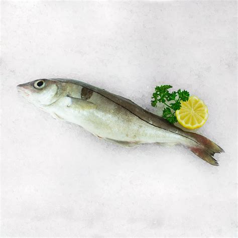 Haddock Fillet Quayside Fish