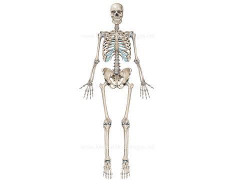 The Human Skeleton Anterior View Purposegames