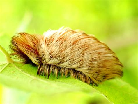 Fuzzy Caterpillar Poisonous