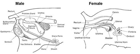 Females should have a smooth and bare belly (with a bit of fur of course), while males will have a little stump. Umbilical Masses