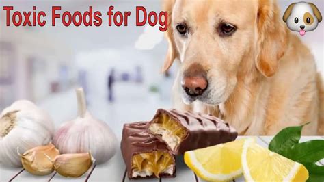 Toxic Foods For Dogs Toxic And Dangerous Foods Your Dog Should Never