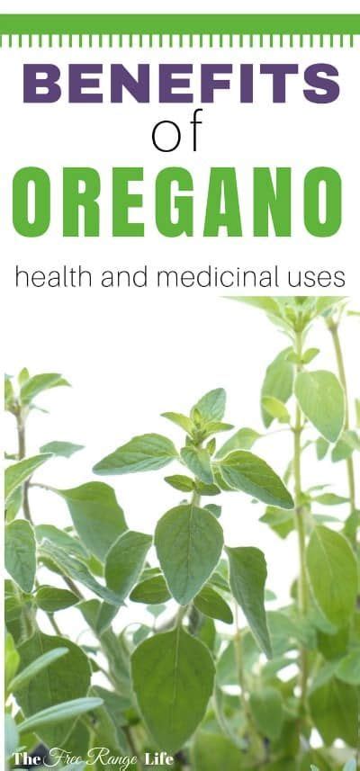 The Many Uses And Benefits Of Oregano Coconut Health Benefits Oregano Oil Benefits Herbs