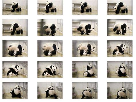 Giant Pandas Jia Jia And Kai Kai Cross First Mating Season At River