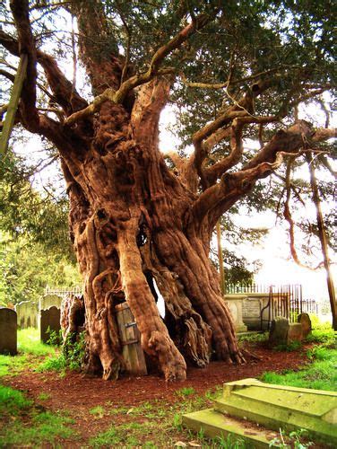 Majestic Old Yew Tree At Crowhurst Church Surrey