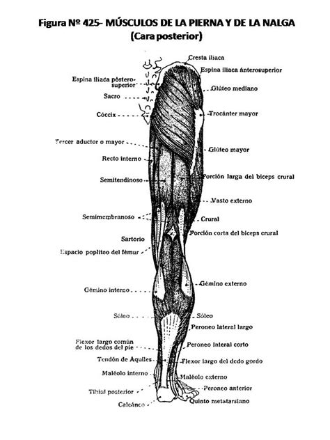 Atlas De AnatomÍa Humana 425 MÚsculos De La Pierna Y De La Nalga