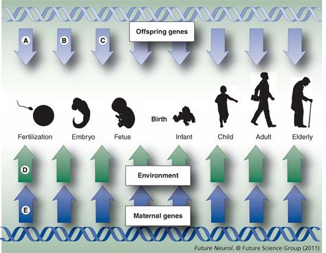 Maternal Genotypes As Predictors Of Offspring Mental Health The Next