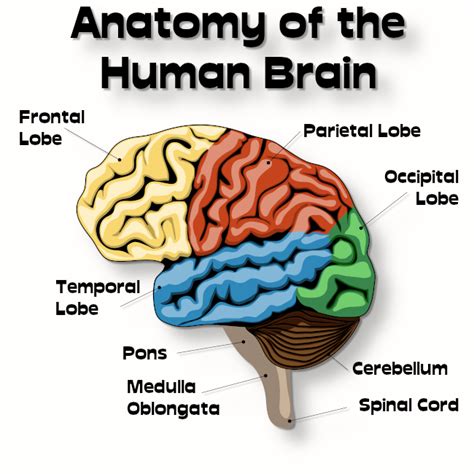 Anatomy Of The Human Brain