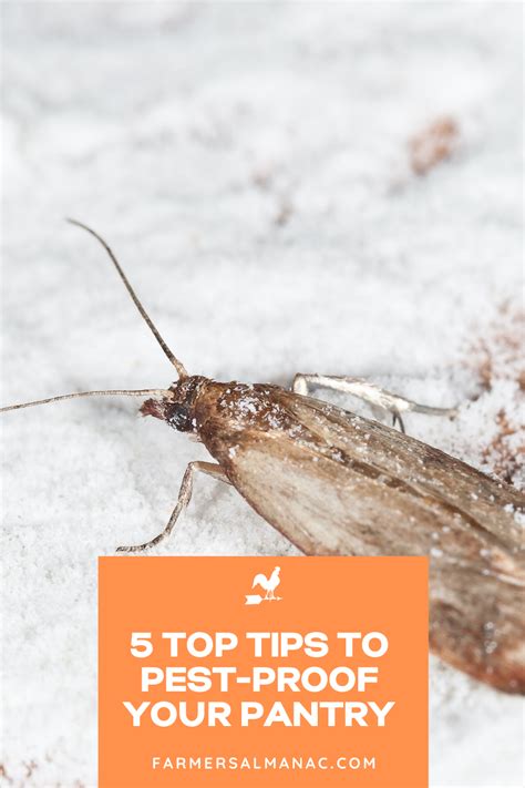 5 Top Tips To Pest Proof Your Pantry For Good Pests How To Deter