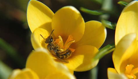 Der zeitpunkt ist sehr unterschiedlich und hängt im grunde genommen von der wespenart ab. Wann sind die ersten Wildbienen-Arten unterwegs?