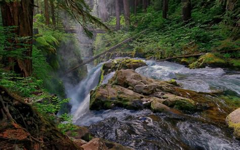 Mountain Stream Waterfall Pine Trees Wooden Bridge