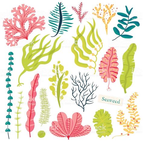 Sea Plants And Aquatic Marine Algae Seaweed Set Vector Illustration