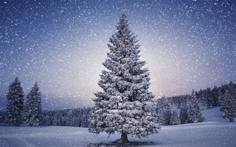 Snowy Christmas Tree Wallpapers Top Free Snowy Christmas Tree