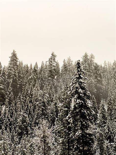 Snow Covered Pine Trees Stock Image Image Of Montana 134737269