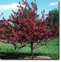 By summer the trees are all leaves and no flowers. Dany Tree Service Inc. - Ornamentals
