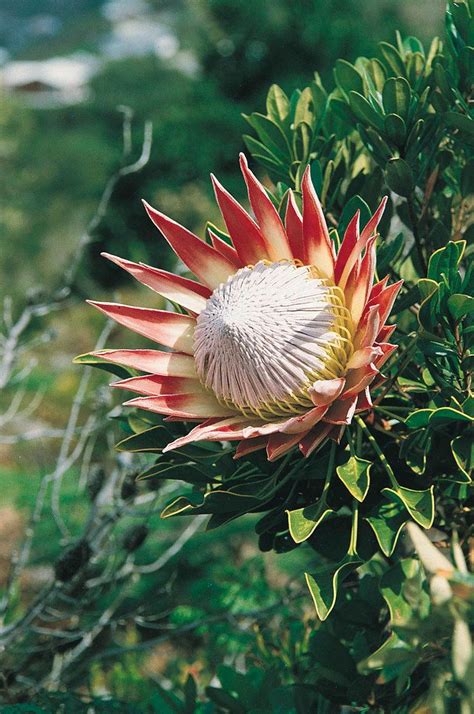 South africa is home to more than 22 000 indigenous seed plants from almost 230 different families. King Protea - South Africa (With images) | South african ...