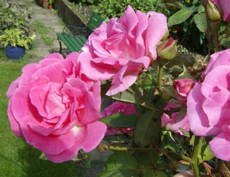 Love My Garden Zephirine Drouhin The Thornless Rose