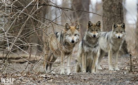 Three Endangered Mexican Gray Wolves Found Dead In Arizona Wolf