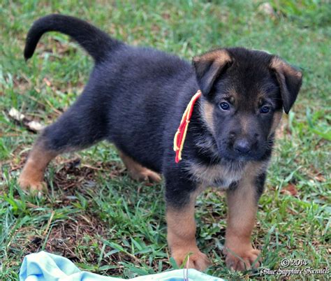 Blackred Male Pup From Our 7 12 14 Litter At Age 5 Weeks German