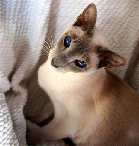 Art And Photos Of The Siamese Cat Siameseorientals Cats Pretty Cats