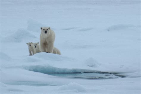 Can Changing Our Anesthesia Practice Help Save The Polar Bears The