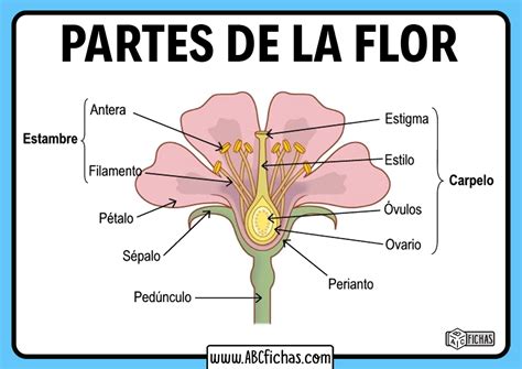 Nombres De Las Partes De La Flor Abc Fichas