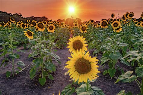 Walking Through Kansas Sunflowers Photograph By Gregory Ballos Pixels