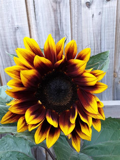My Beautiful Sunflower In Melbourne Gardening