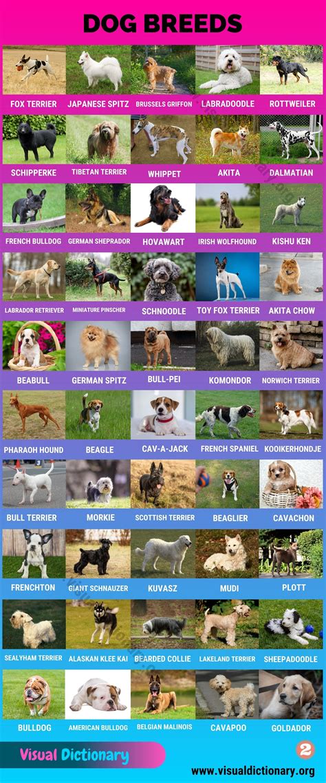 Dog Breeds 370 Best Breeds Of Dogs You Probably Dont Know Visual