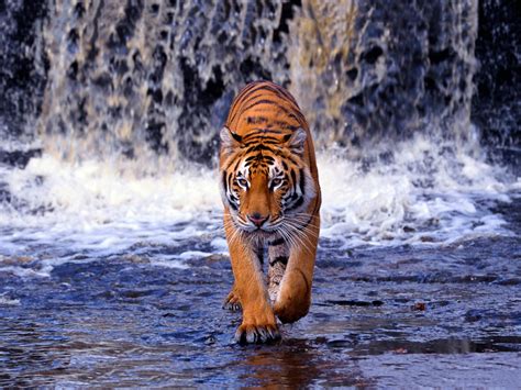Tiger Desktop Wallpaper Google