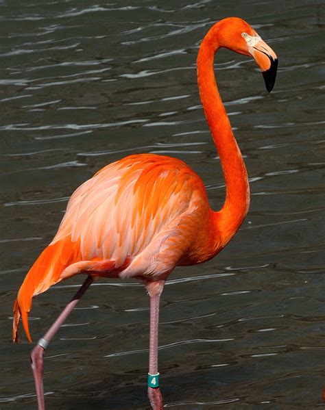 They can be cut high above the clouds. Flamingo Resources - The Maryland Zoo in Baltimore ...