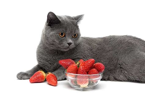 Here are some guidelines for safely sharing strawberries with your cat. Can Cats Eat Strawberries? Are They Safe Or Bad For Them ...