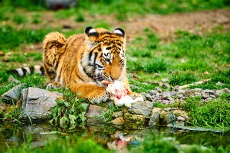 Royalty Free Tiger Eating Pictures Images And Stock Photos Istock