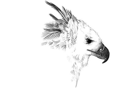 Harpy eagle coloring pages to color, print and download for free along with bunch of favorite harpy eagle coloring page for kids. Beautiful Picture Of Harpy Eagle Coloring Pages : Coloring ...