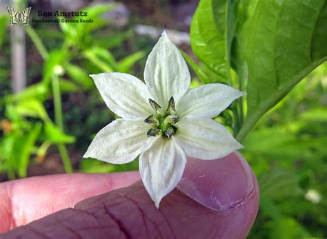 Pepper Flower Capsicum Annuum Peppers Are Still Blooming Flickr