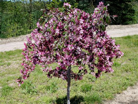 Summer Leibius Dwarf Flowering Trees Zone 4