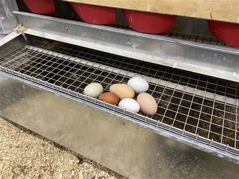 How To Get Hens To Lay In Nest Boxes Flockjourney