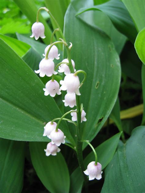 « moi je ne hier, 1er mai, la chasse au muguet était lancée. brin de muguet rose