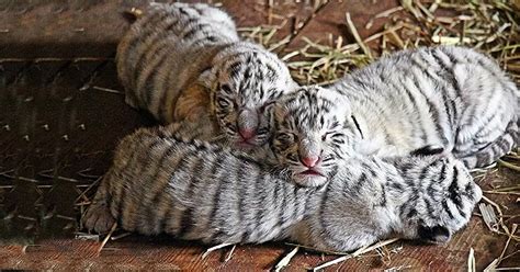 Pet Insurance 7 Days Of Triplet White Tiger Cubs Born At Tbilisi Zoo